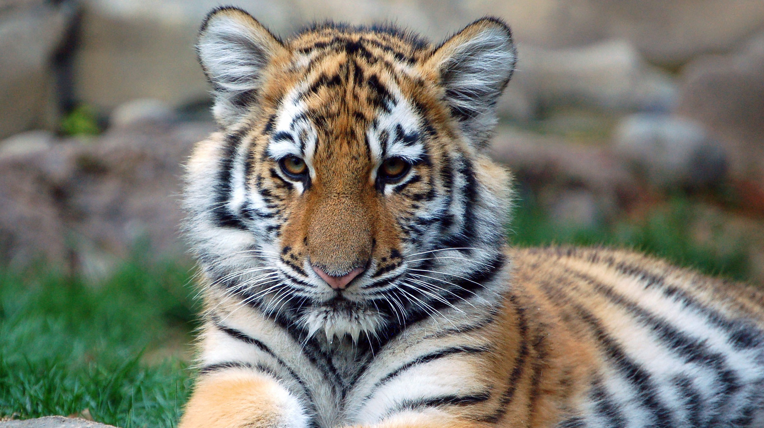 Panthera tigris altaica (foto da: Wikipedia)