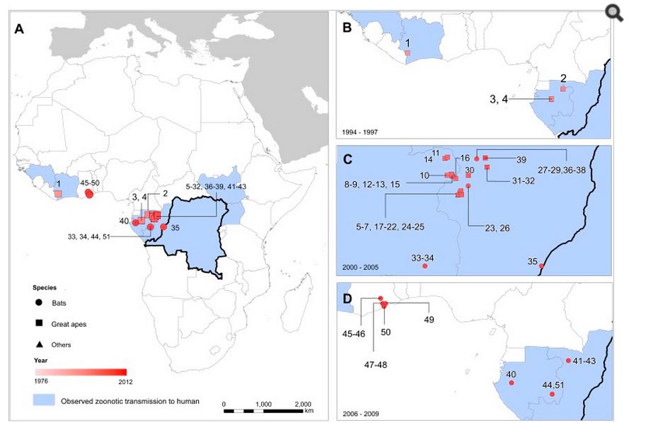 Localizzazione delle infezioni da virus Ebola negli animali (fonte: http://www.ncbi.nlm.nih.gov/)