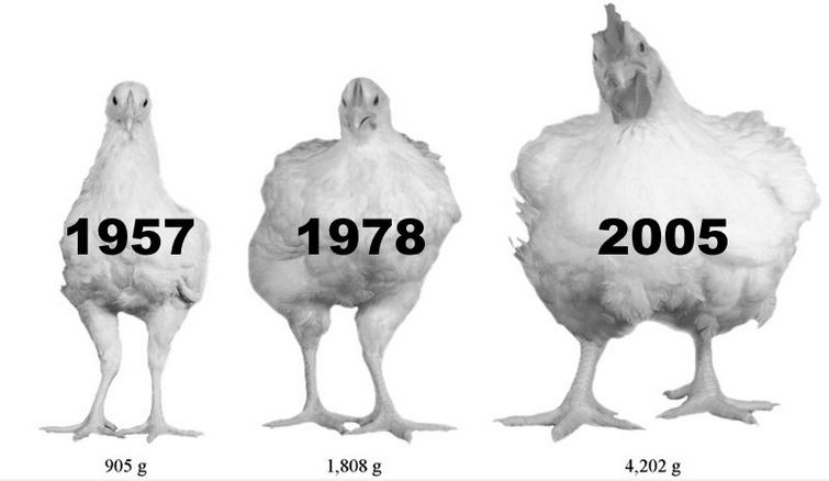 Le tre differenti linee di polli broiler a confronto (fonte: Vox via Poultry Science)