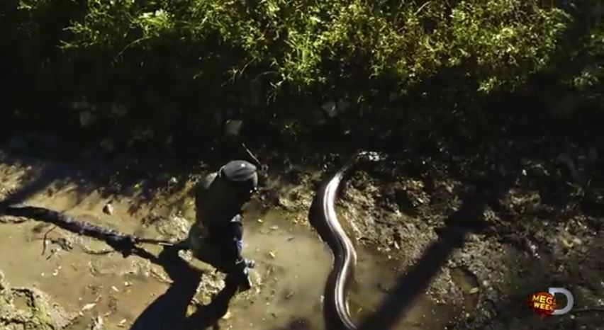 paul rosolie anaconda 