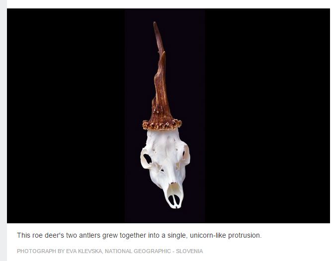 Il cranio dell'unicorno trovato in Slovenia (fonte: news.nationalgeographic.com)