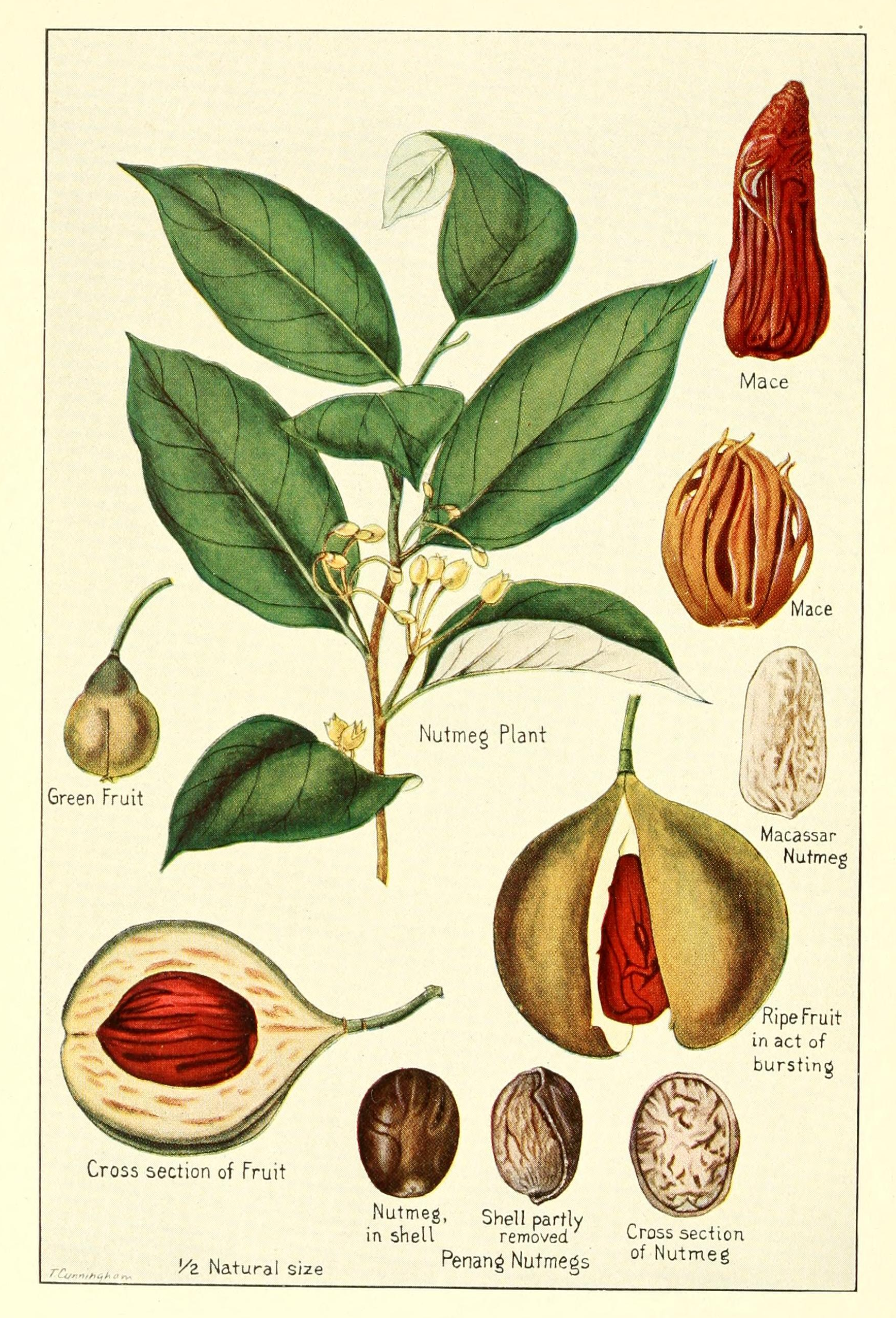 La pianta della noce moscata e il frutto da cui viene estratta la spezia. (Fonte: Wikipedia.org)