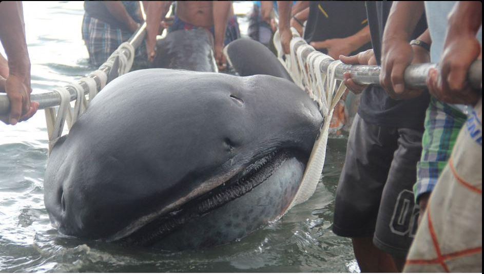 Lo squalo Megamouth ritrovato nelle Filippine (via Twitter.com)