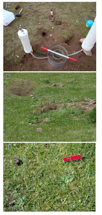 Le tane dei pika sull'Altopiano del Tibet (fonte: The pika and the watershed: The impact of small mammal poisoning on the ecohydrology of the Qinghai-Tibetan Plateau)