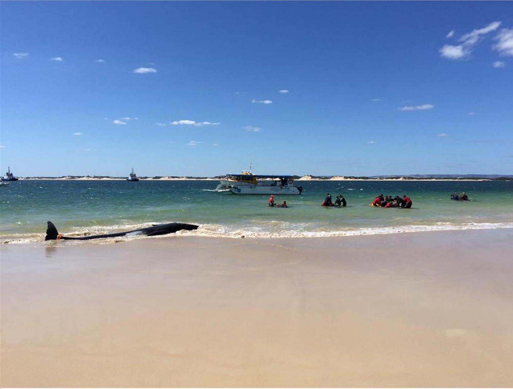 balene spiaggiate australia 1