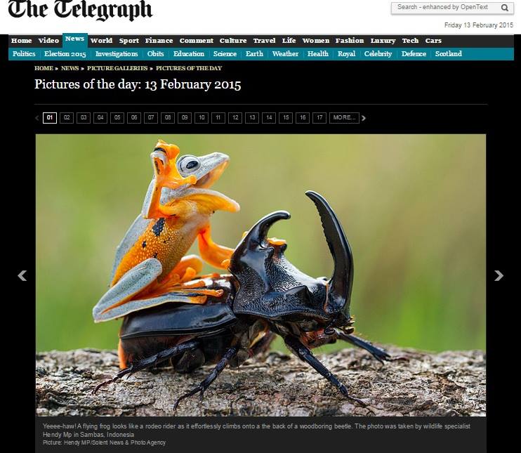 La foto della rana sul coleottero apparsa sul Telegraph (fonte: Hendy Lie via Facebook.com)