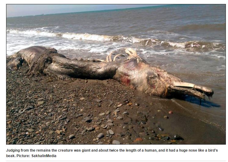 La carcassa dell'animale spiaggiato a Sakhalin (http://siberiantimes.com/ via shakalinmedia.ru)