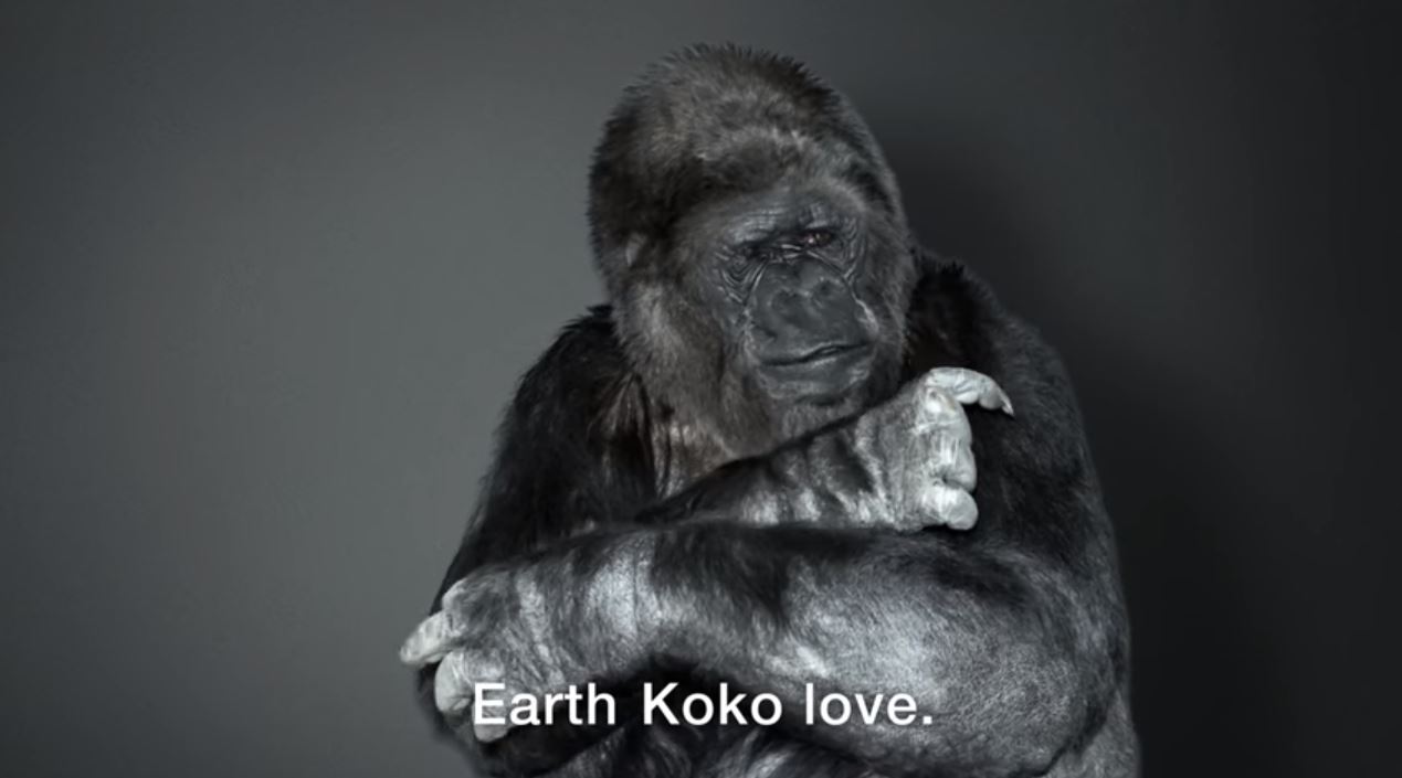 koko gorilla riscaldamento globale video - 1