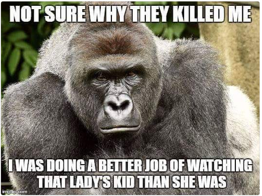 gorilla ucciso zoo cincinnati - 2