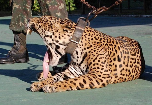 juma giaguaro ucciso olimpiadi rio 2016 - 2